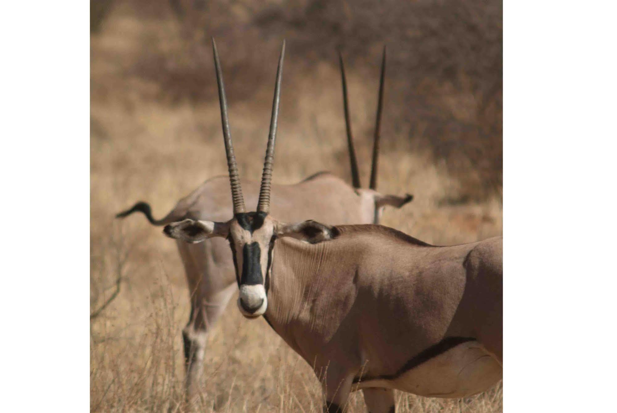 Sarova Shaba Game Lodge Archers Post Luaran gambar